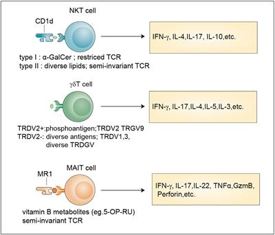 Unconventional T cells in brain homeostasis, injury and neurodegeneration